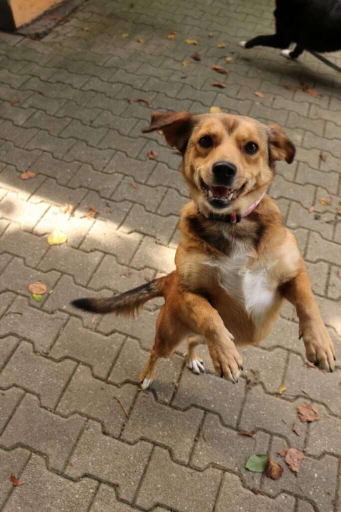 Doris_133_26 (3) Hund Doris Zuhause gesucht Tierheim Hoffnung für Tiere