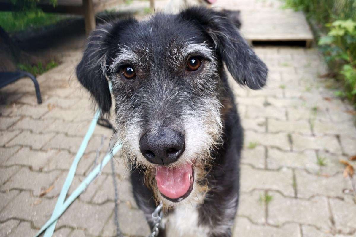 Hund Edna Zuhause gesucht Tierheim Hoffnung für Tiere