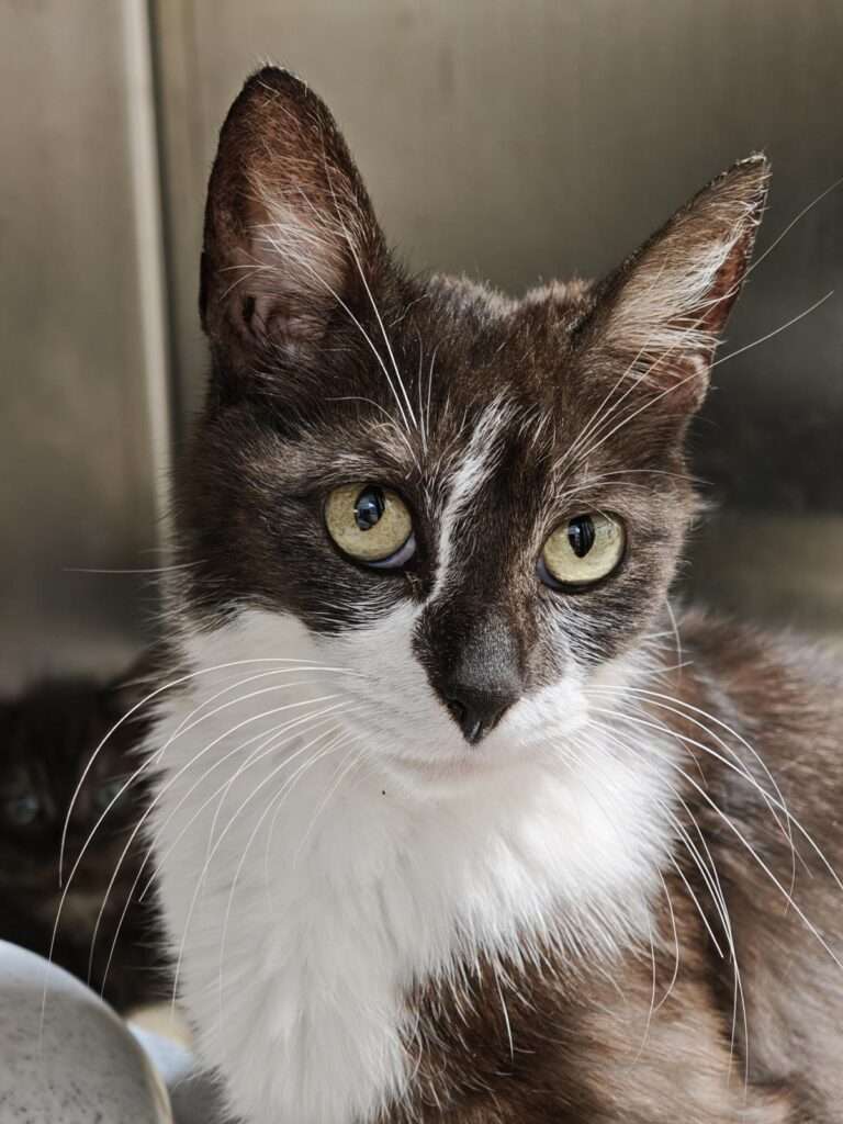 Finchen_96_26 (6) Katze Finchen Zuhause gesucht Tierheim Hoffnung für Tiere