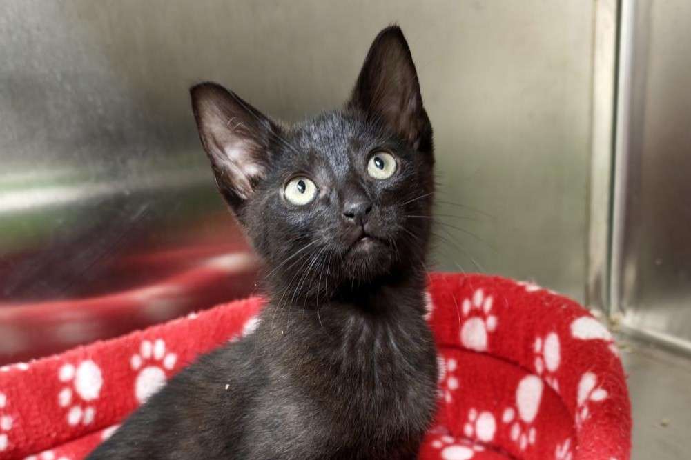 Kater Floki Zuhause gesucht Tierheim Hoffnung für Tiere