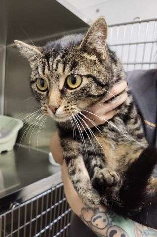 Fundkatze Arnsdorf
