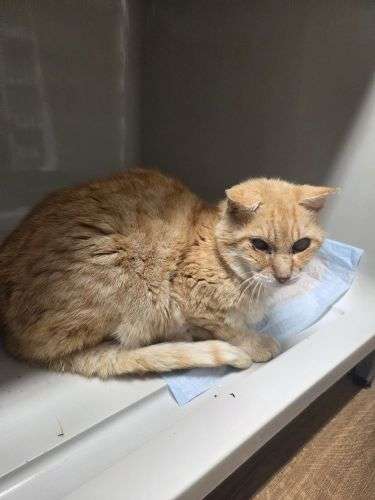 roter Fundkater
