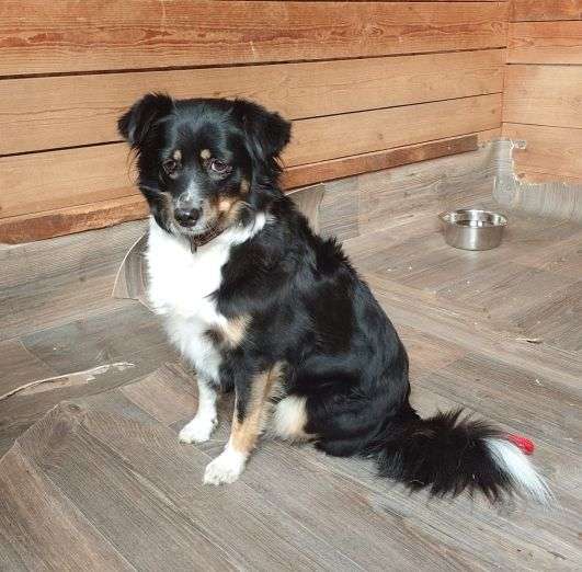 Fundhund Königswartha