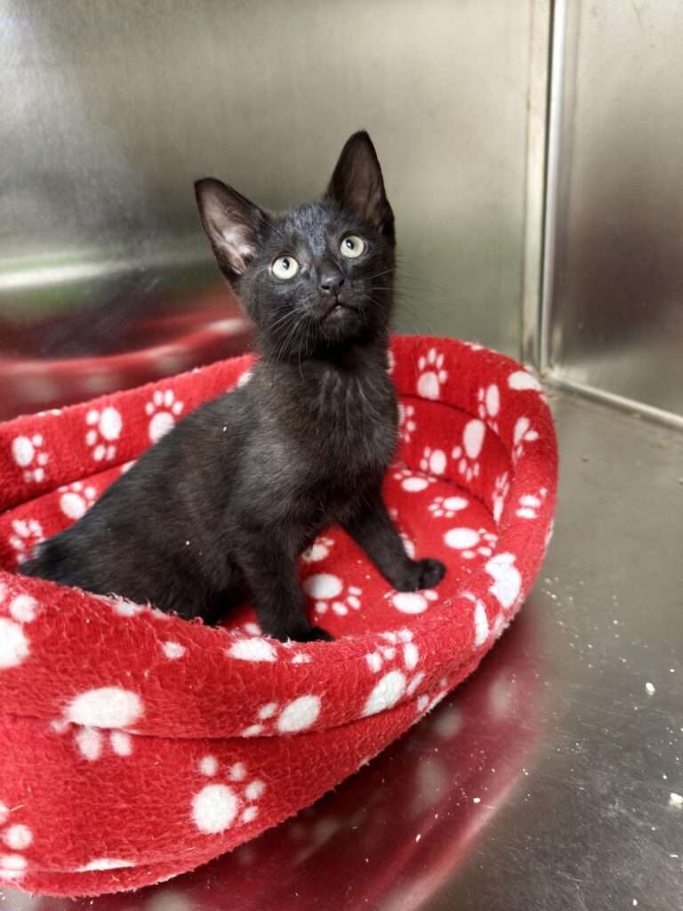 Kater Floki Zuhause gesucht Tierheim Hoffnung für Tiere