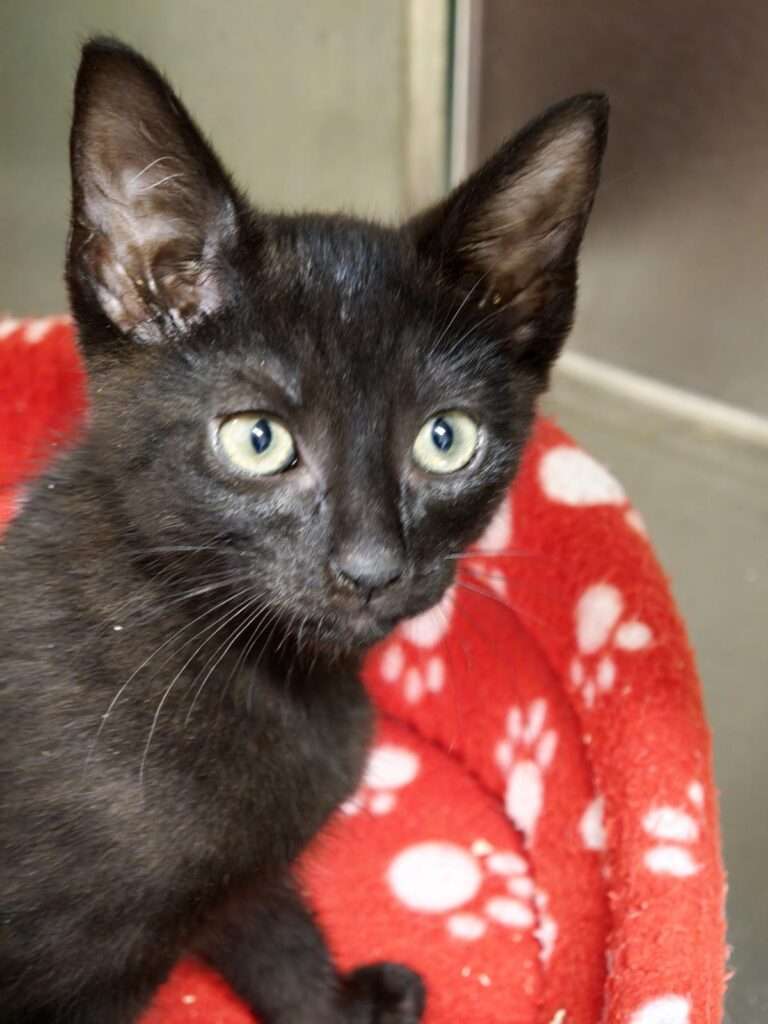 Kater Floki Zuhause gesucht Tierheim Hoffnung für Tiere