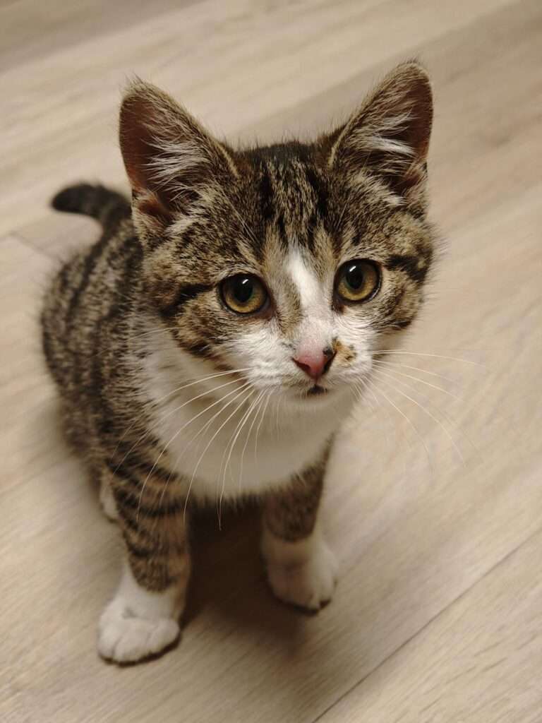 Hope und Holly Zuhause gesucht Tierheim Hoffnung für Tiere