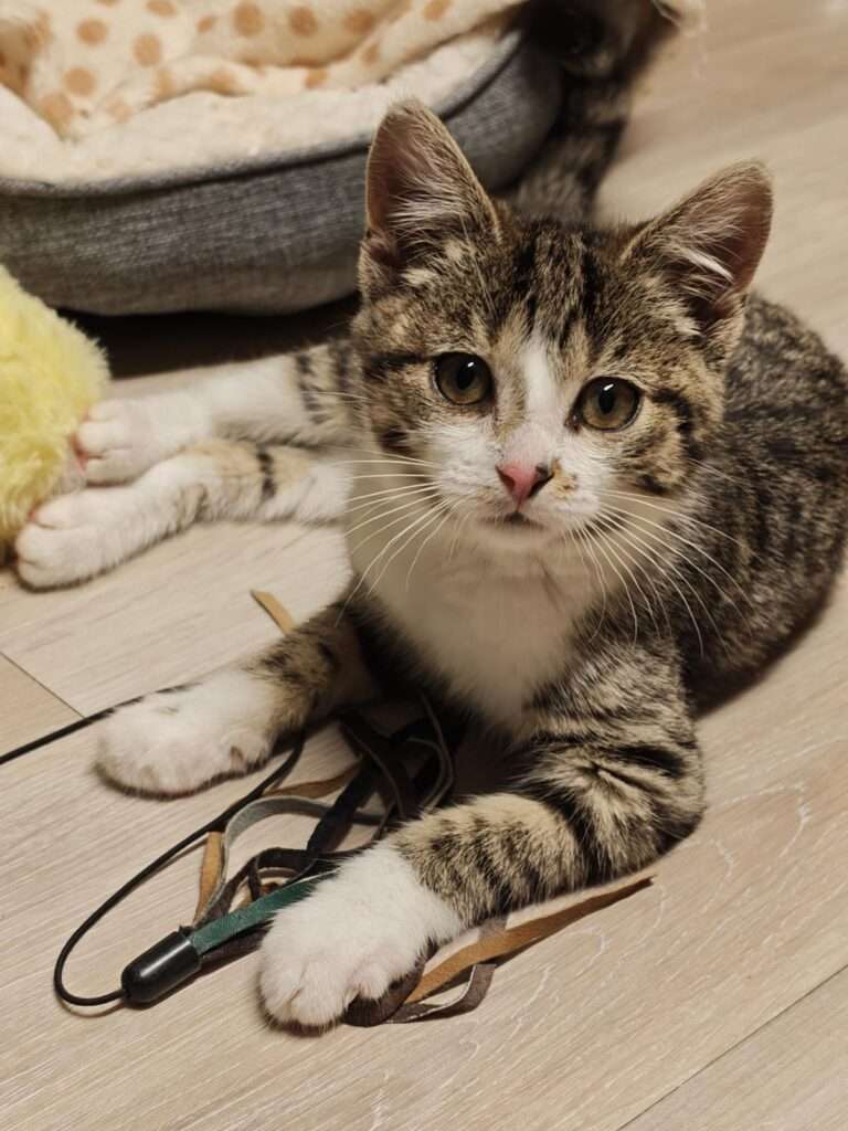 Hope und Holly Zuhause gesucht Tierheim Hoffnung für Tiere