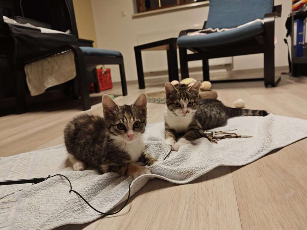 Hope und Holly Zuhause gesucht Tierheim Hoffnung für Tiere