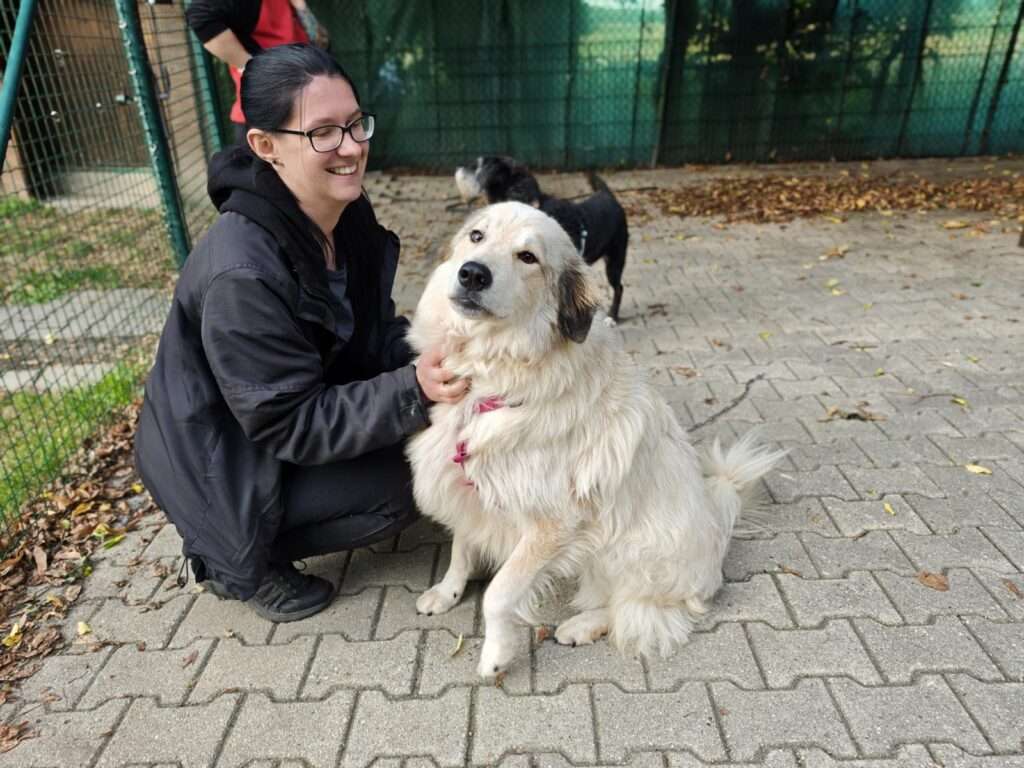 Hund Autheya Zuhause gesucht Tierheim Hoffnung für Tiere
