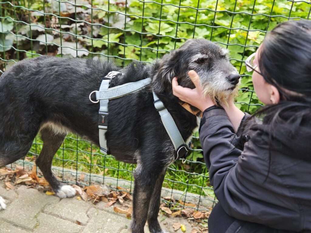 Edna Hund Edna Zuhause gesucht Tierheim Hoffnung für Tiere