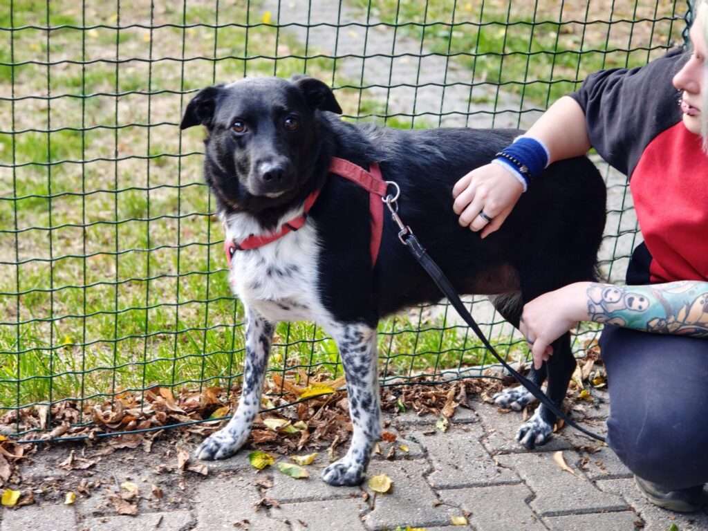 Mau Hund Mau Zuhause gesucht Tierheim Hoffnung für Tiere
