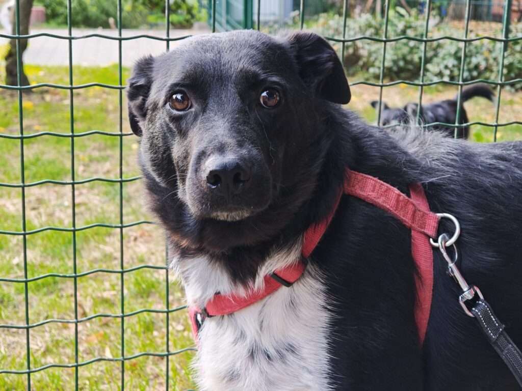 Mau Hund Mau Zuhause gesucht Tierheim Hoffnung für Tiere
