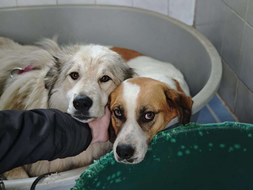 Hund Autheya Zuhause gesucht Tierheim Hoffnung für Tiere