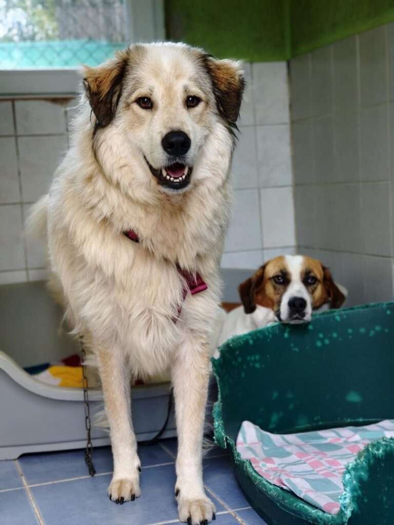Hund Autheya Zuhause gesucht Tierheim Hoffnung für Tiere