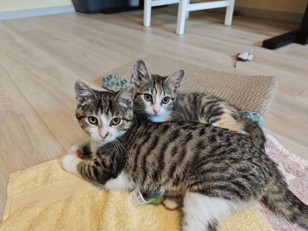 Hope und Holly Zuhause gesucht Tierheim Hoffnung für Tiere