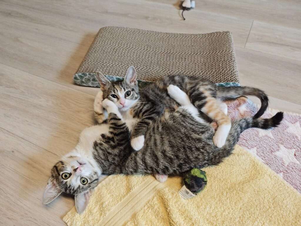 Hope und Holly Zuhause gesucht Tierheim Hoffnung für Tiere