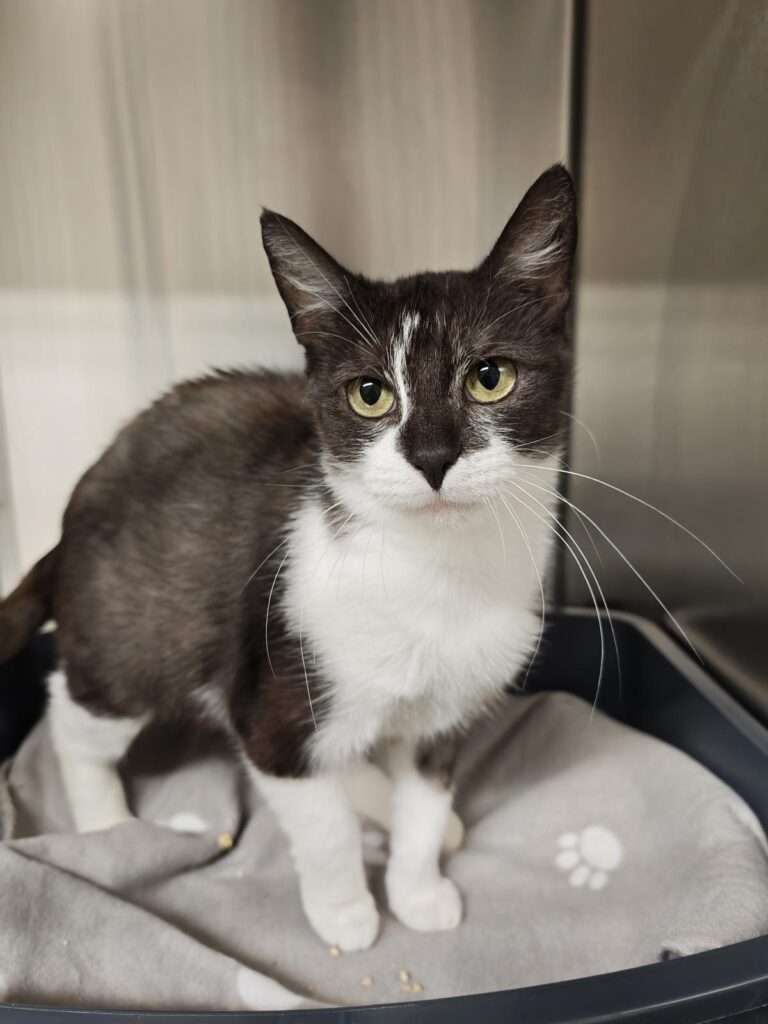 Finchen Katze Finchen Zuhause gesucht Tierheim Hoffnung für Tiere