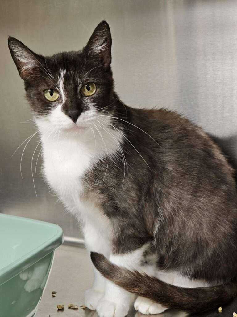 Finchen Katze Finchen Zuhause gesucht Tierheim Hoffnung für Tiere