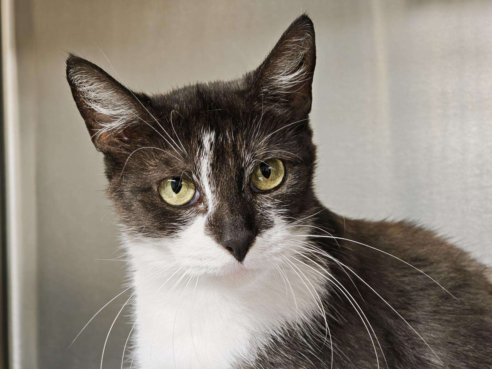 Katze Finchen Zuhause gesucht Tierheim Hoffnung für Tiere