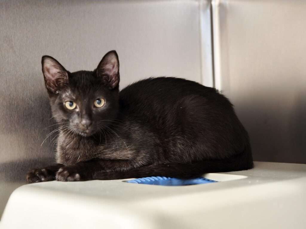 Kater Floki Zuhause gesucht Tierheim Hoffnung für Tiere