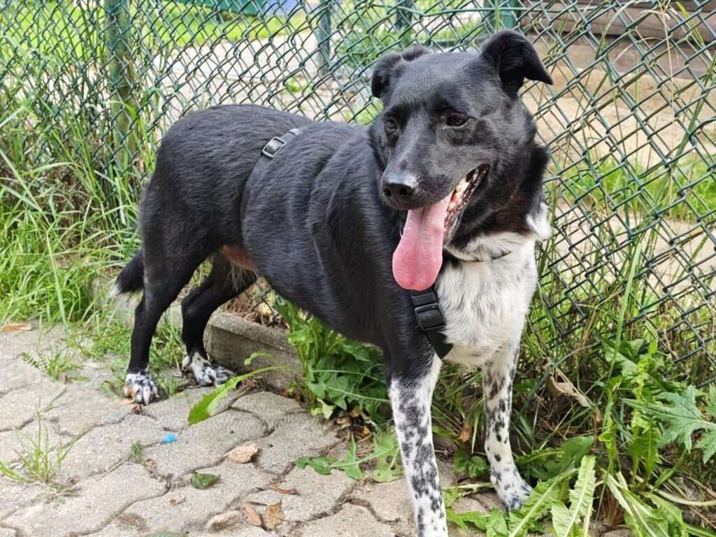 Mau Hund Mau Zuhause gesucht Tierheim Hoffnung für Tiere