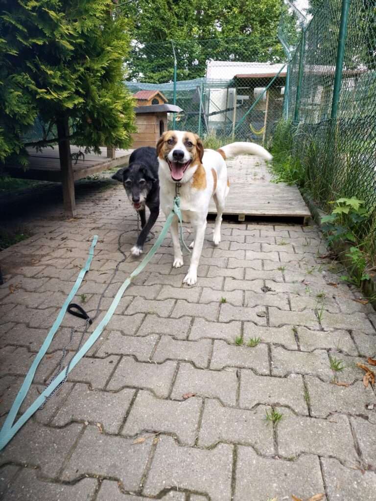 Hund Bailey Zuhause gesucht Tierheim Hoffnung für Tiere