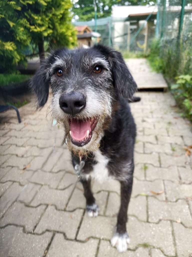 Edna Hund Edna Zuhause gesucht Tierheim Hoffnung für Tiere