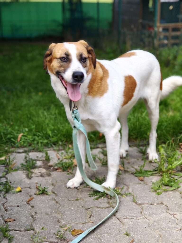 Hund Bailey Zuhause gesucht Tierheim Hoffnung für Tiere