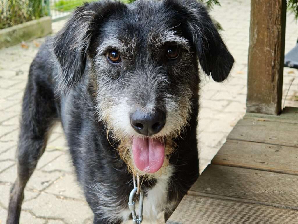Edna Hund Edna Zuhause gesucht Tierheim Hoffnung für Tiere