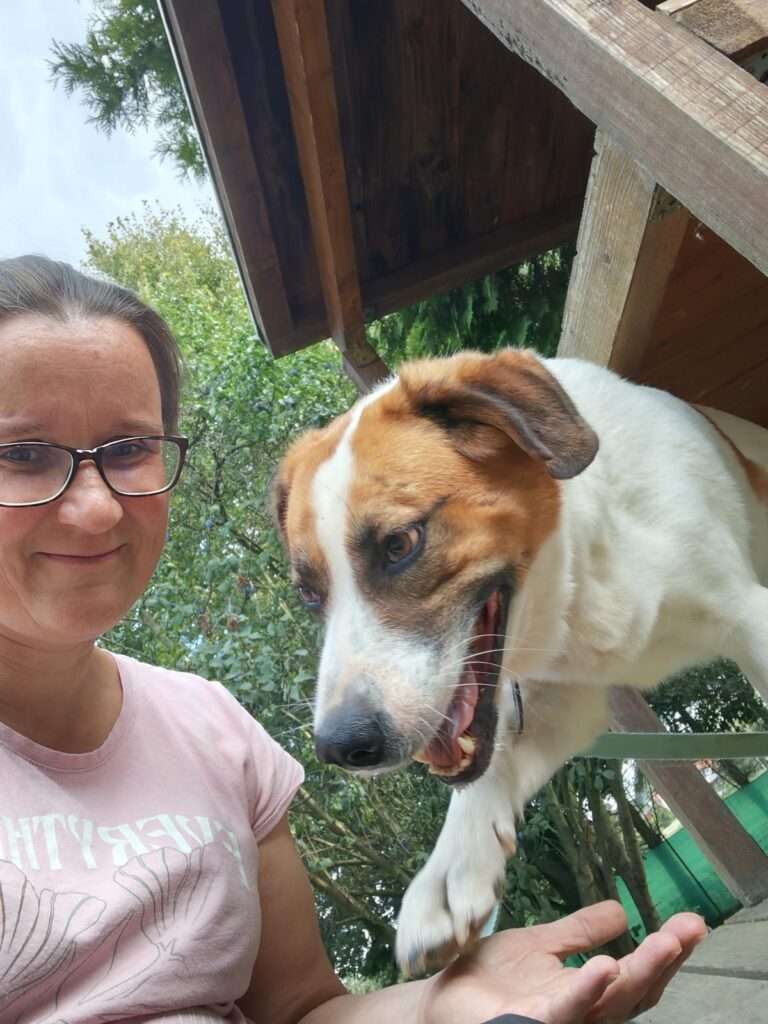 Hund Bailey Zuhause gesucht Tierheim Hoffnung für Tiere