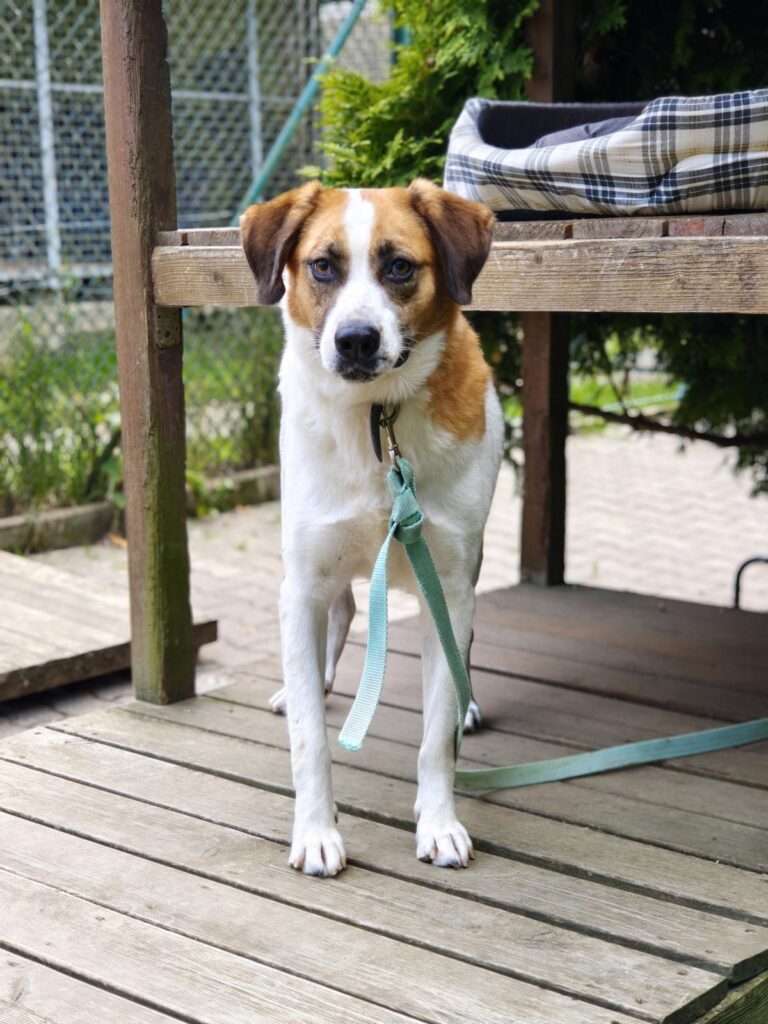 Hund Bailey Zuhause gesucht Tierheim Hoffnung für Tiere