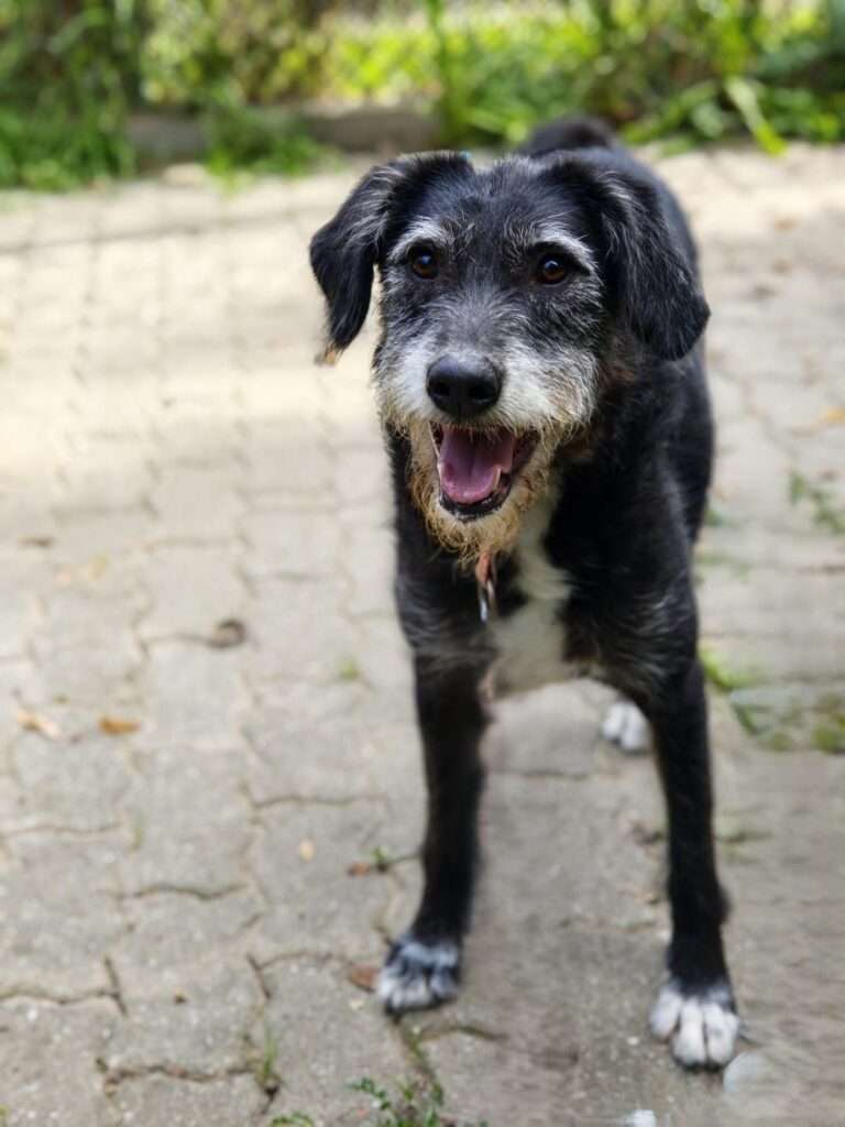 Edna Hund Edna Zuhause gesucht Tierheim Hoffnung für Tiere