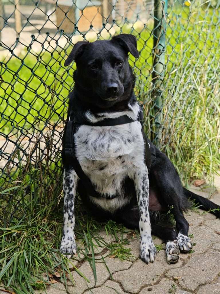 Mau Hund Mau Zuhause gesucht Tierheim Hoffnung für Tiere