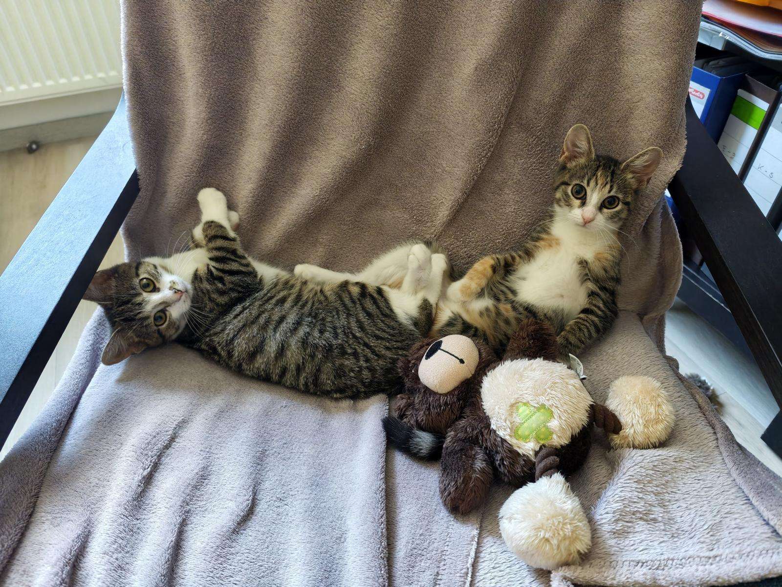 Katzen Hope Holly Zuhause gesucht Tierheim Hoffnung für Tiere