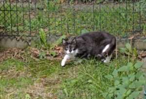 IMG_20260918_115328 Finchen Zuhause gesucht