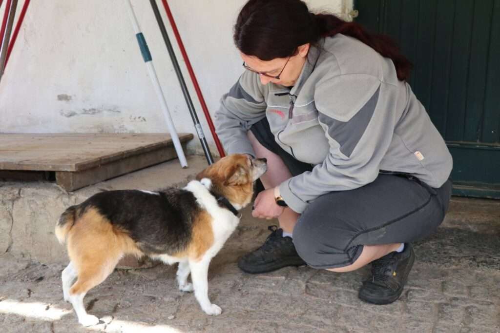 Hund Kaja Zuhause gesucht Tierheim Hoffnung für Tiere