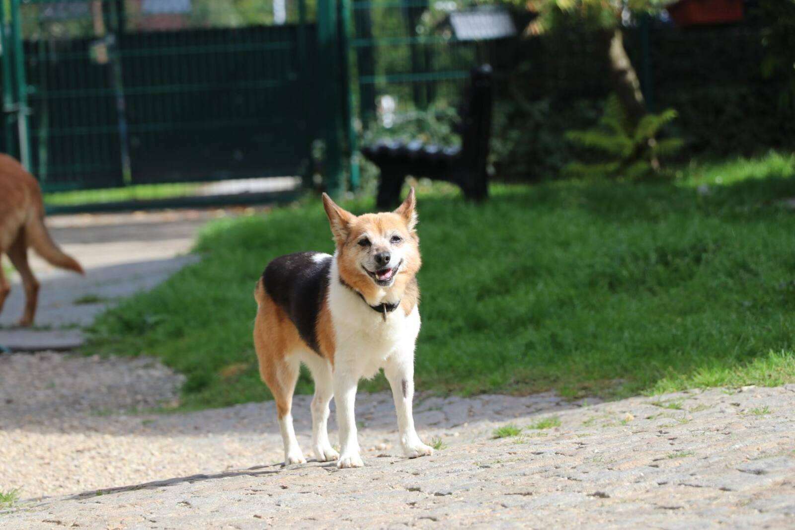 Hund Kaja, Mischling – TSV Hoffnung für Tiere e. V.