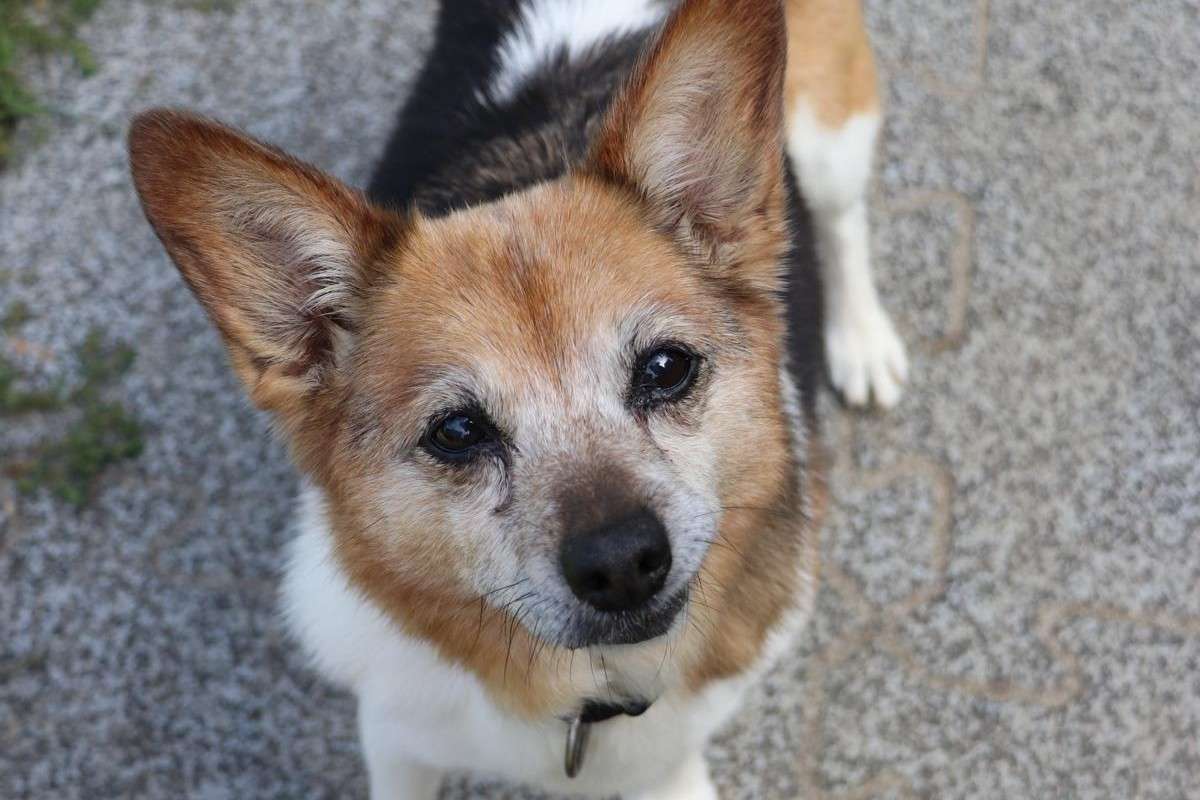 Hund Kaja Zuhause gesucht Tierheim Hoffnung für Tiere