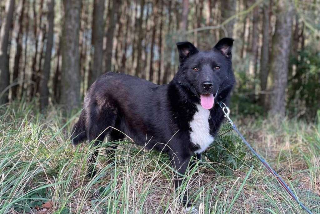 Hund Luska Aufnahmepatenschaft gesucht Tierheim Hoffnung für Tiere
