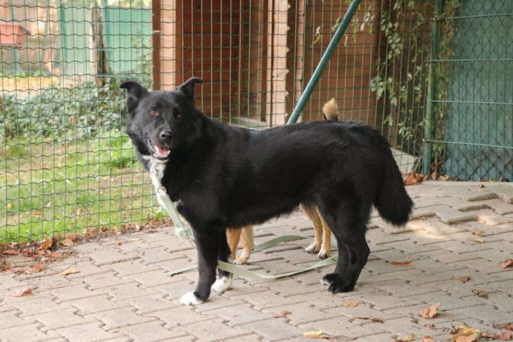 Hund Luska Zuhause gesucht Tierheim Hoffnung für Tiere