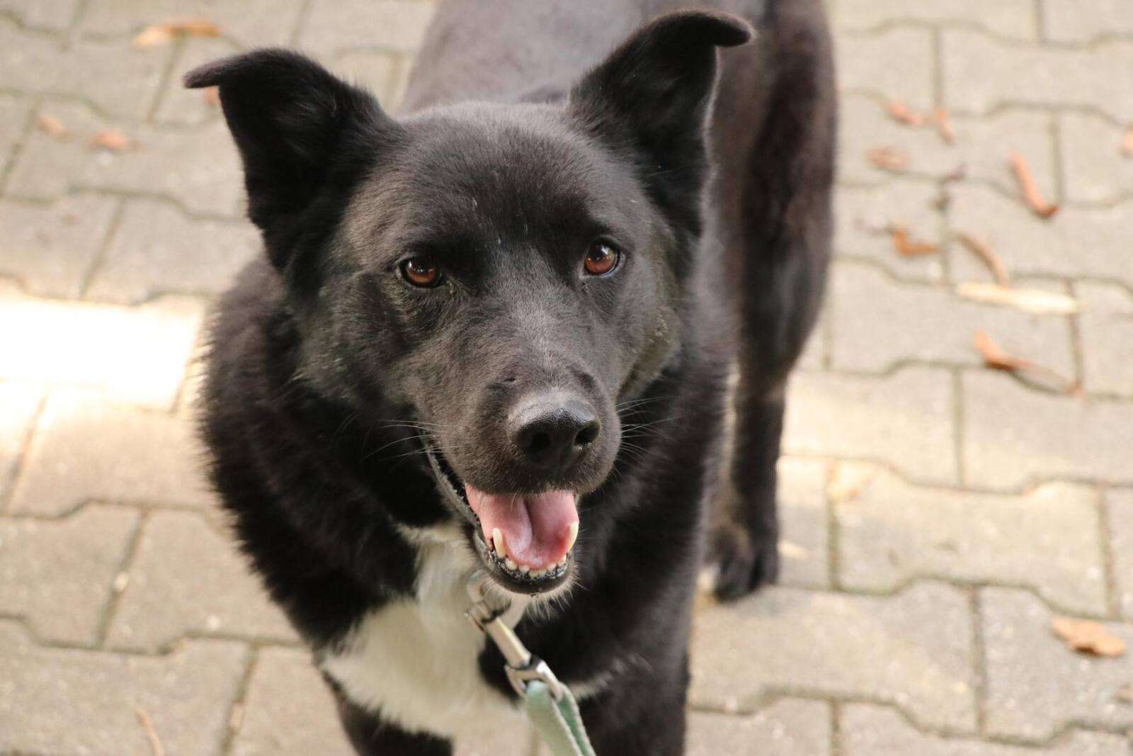 Hund Luska Zuhause gesucht Tierheim Hoffnung für Tiere