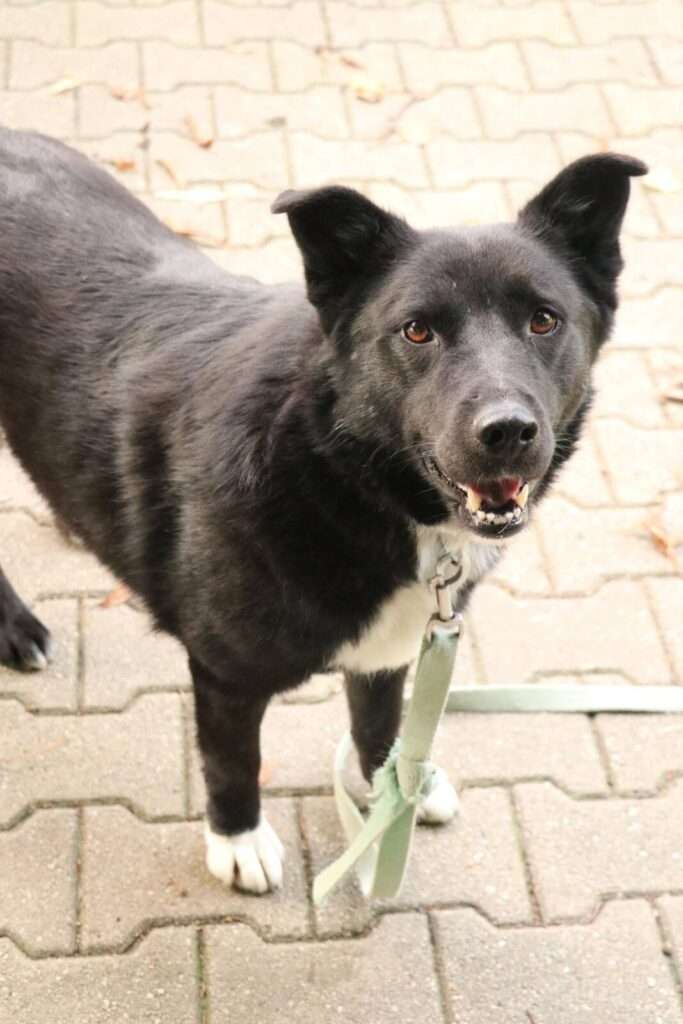 Hund Luska Zuhause gesucht Tierheim Hoffnung für Tiere
