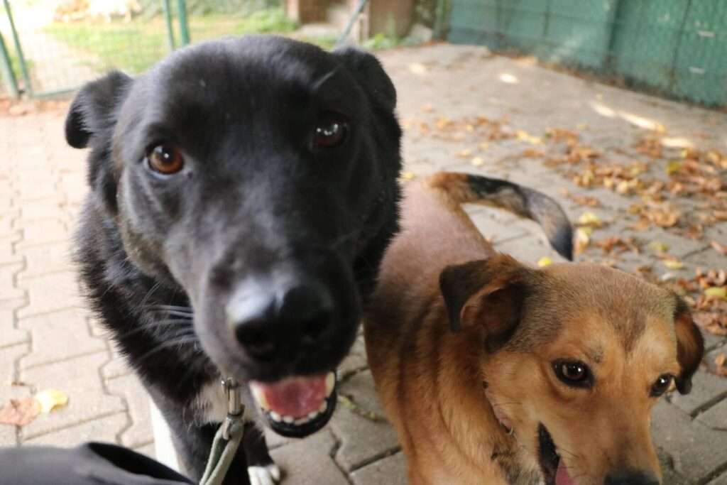 Hund Luska Zuhause gesucht Tierheim Hoffnung für Tiere