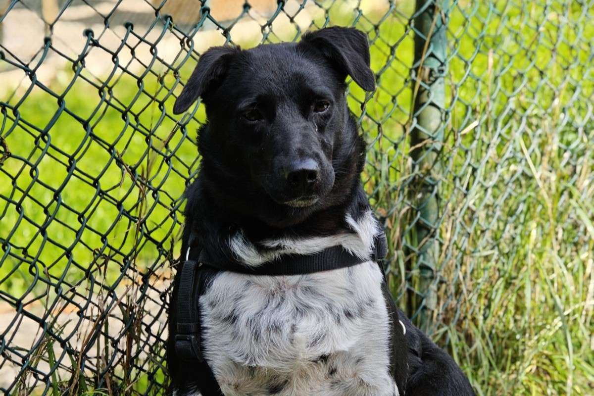 Hund Mau Zuhause gesucht Tierheim Hoffnung für Tiere
