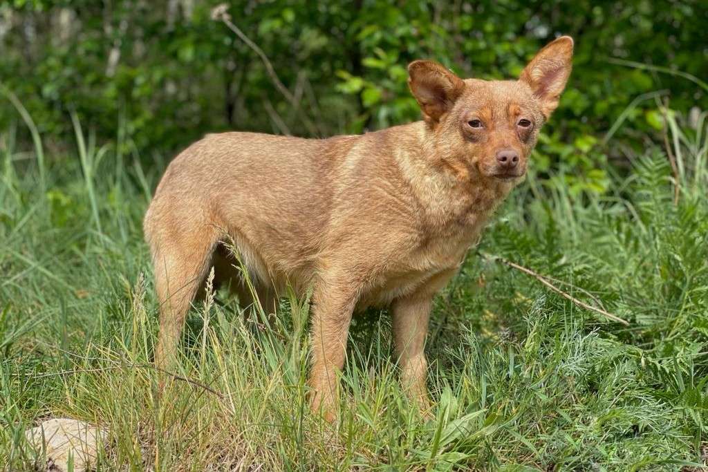Hund Merci Aufnahmepatenschaft gesucht Tierheim Hoffnung für Tiere