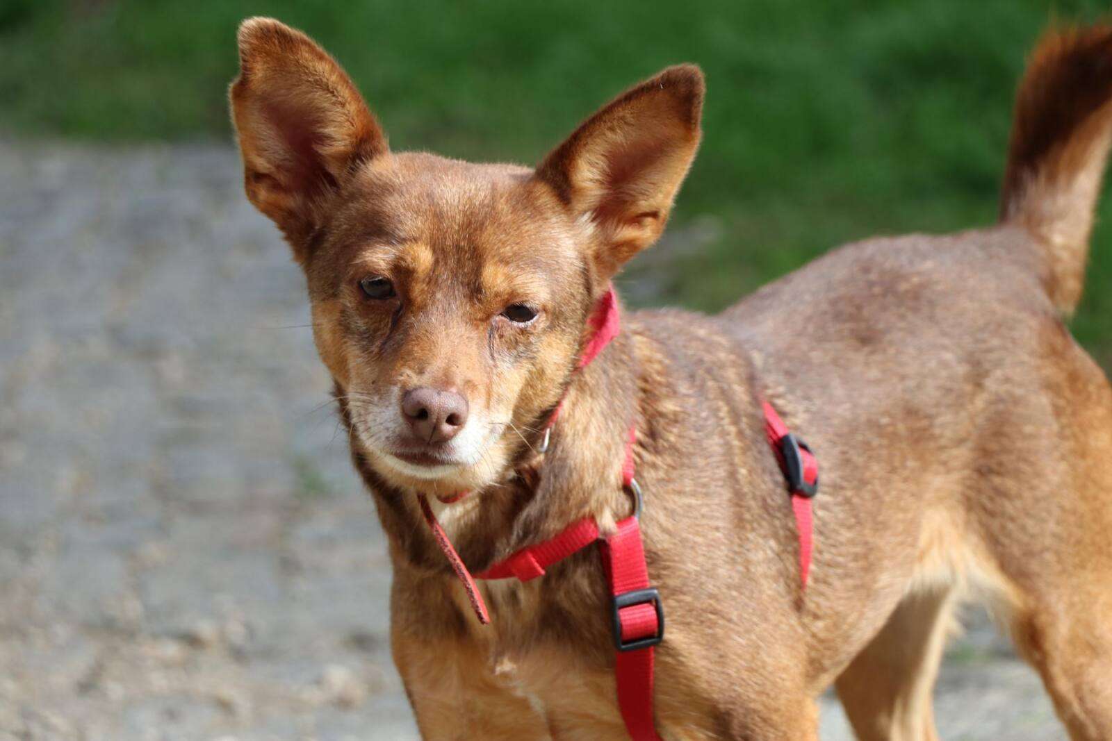 Hund Merci Zuhause gesucht Tierheim Hoffnung für Tiere