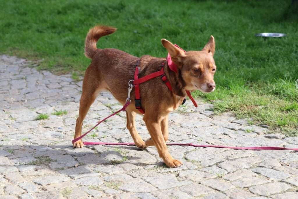 Hund Merci Zuhause gesucht Tierheim Hoffnung für Tiere