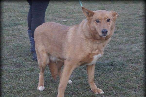 Hund Tina Aufnahmepatenschaft gesucht Tierheim Hoffnung für Tiere