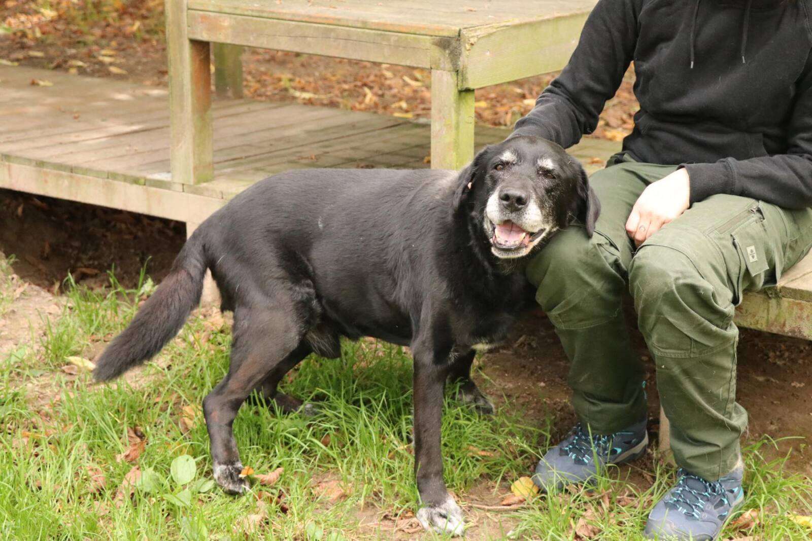 Hund Vinn, Labrador Retriever – TSV Hoffnung für Tiere e. V.