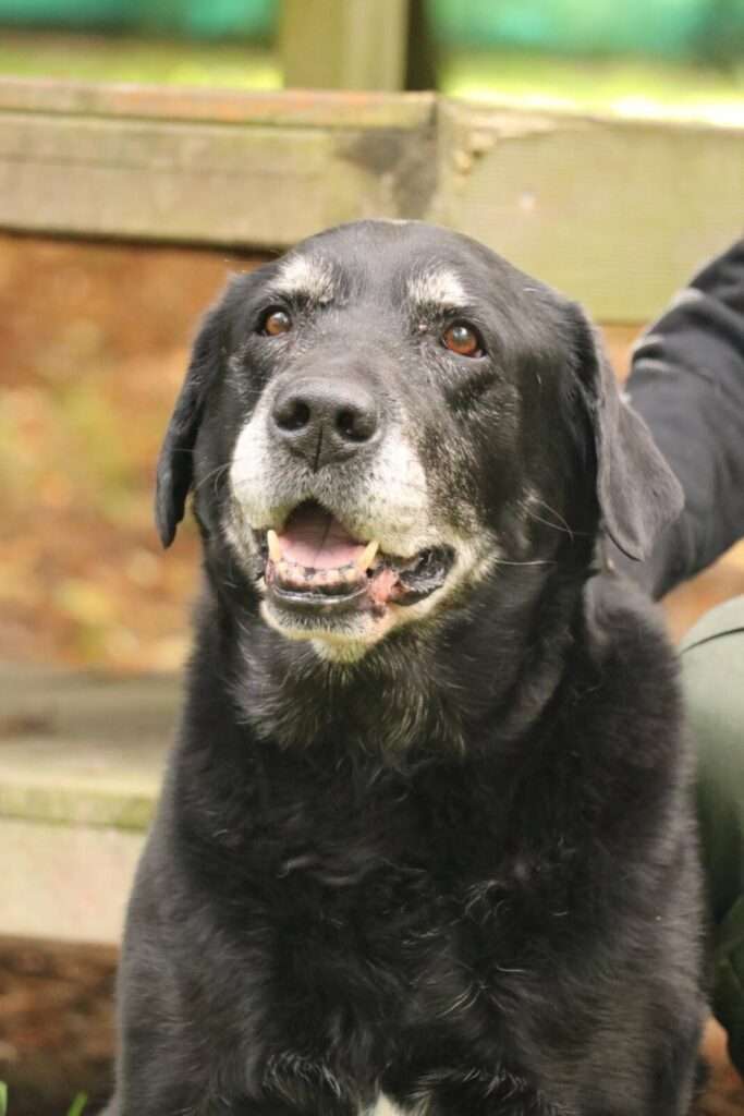 Hund Vinn Zuhause gesucht Tierheim Hoffnung für Tiere